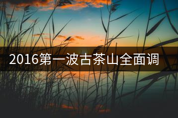 2016第一波古茶山全面調研第四站——臨滄·大雪山、小戶賽