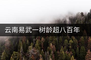 云南易武一樹(shù)齡超八百年古茶樹(shù)死亡，當(dāng)?shù)卦磕杲M織村民拜謁