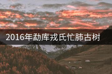 2016年勐庫(kù)戎氏忙肺古樹(shù)茶開(kāi)湯賞析