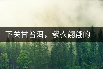 下關(guān)甘普洱，紫衣翩翩的綺麗小餅