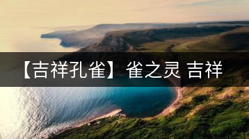 【吉祥孔雀】雀之靈 吉祥茶