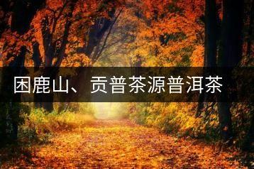 困鹿山、貢普茶源普洱茶羊城受熱捧