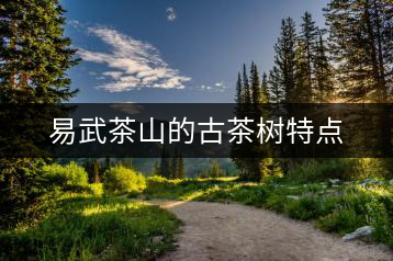 易武茶山的古茶樹特點