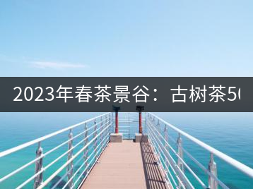 2023年春茶景谷：古樹茶500-600元／公斤，紫芽茶300-480元／公斤，白芽茶1200-2000元／公斤。