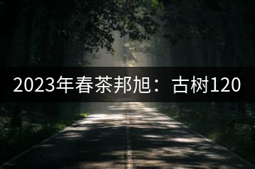 2023年春茶邦旭:古樹120-160元/公斤