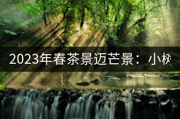 2023年春茶景邁芒景：小樹200元／公斤，古樹：600-800元／公斤