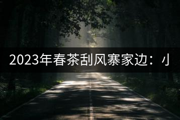 2023年春茶刮風(fēng)寨家邊：小樹400-500，古樹1000-1600元／公斤