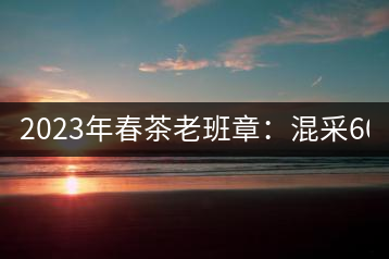 2023年春茶老班章：混采6000-8000元／公斤，挑采：12000元／公斤