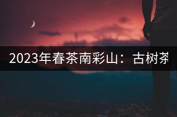 2023年春茶南彩山：古樹茶2000-2200元／公斤，大樹混采1200-1500元／公斤。
