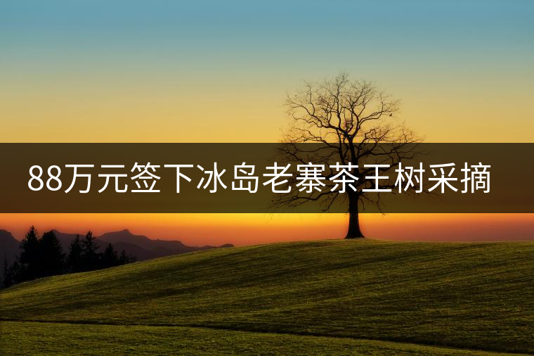 88萬(wàn)元簽下冰島老寨茶王樹(shù)采摘權(quán)，誰(shuí)說(shuō)這是“競(jìng)價(jià)交易”？