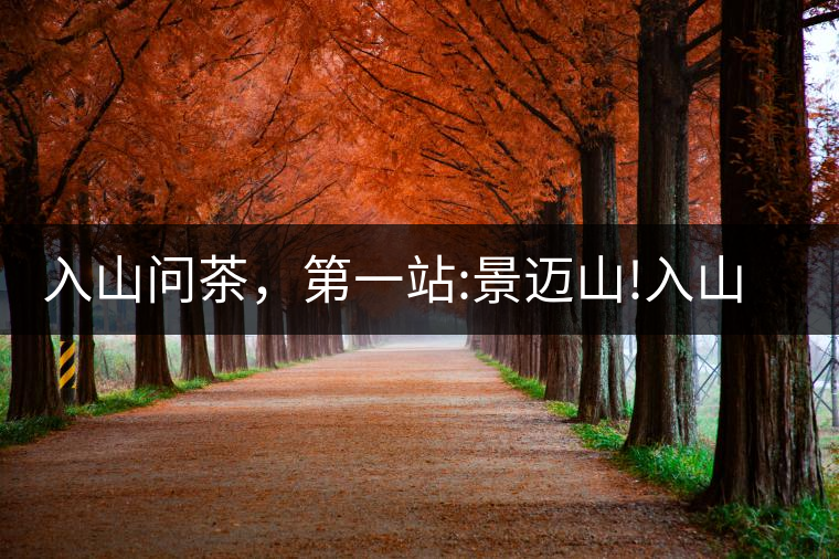 入山問茶，第一站:景邁山!入山問茶，第一站：景邁山！