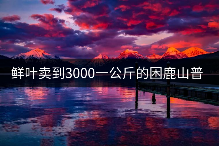 鮮葉賣(mài)到3000一公斤的困鹿山普洱茶，口感如何？