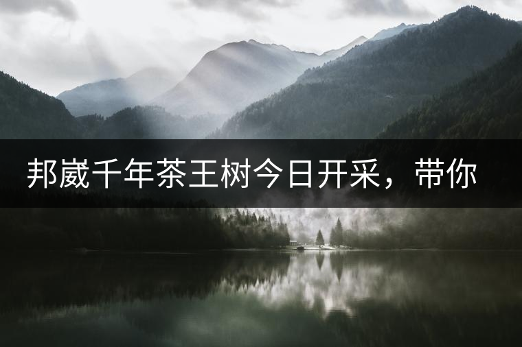 邦崴千年茶王樹(shù)今日開(kāi)采，帶你了解被低估的邦崴古樹(shù)茶邦崴千年茶王樹(shù)今日開(kāi)采，帶你了解被低估的邦崴古樹(shù)茶