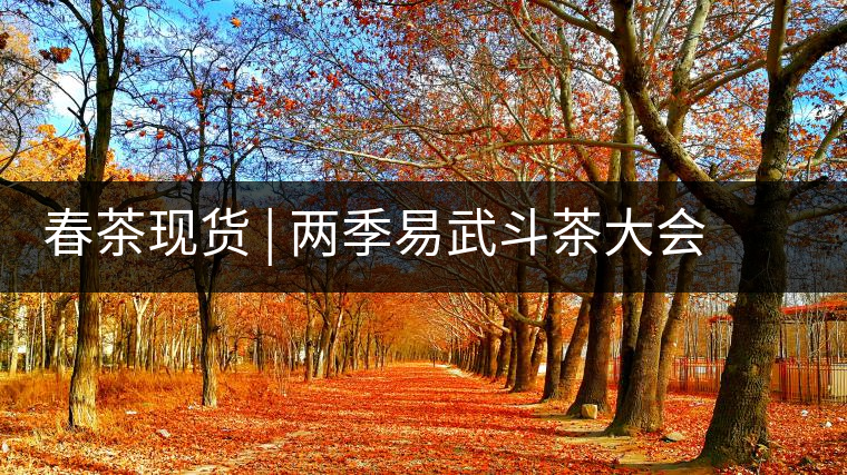 春茶現(xiàn)貨 | 兩季易武斗茶大會冠軍“落水洞”，茶友評價是這樣的