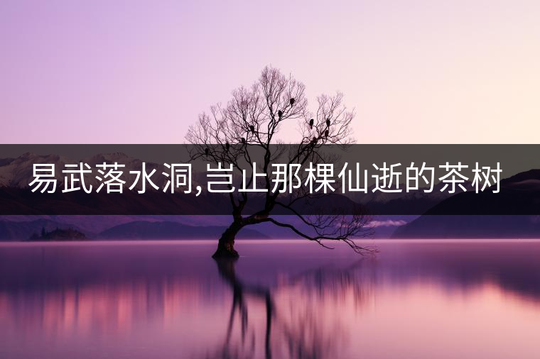 易武落水洞,豈止那棵仙逝的茶樹(shù)王?易武落水洞,豈止那棵仙逝的茶樹(shù)王？