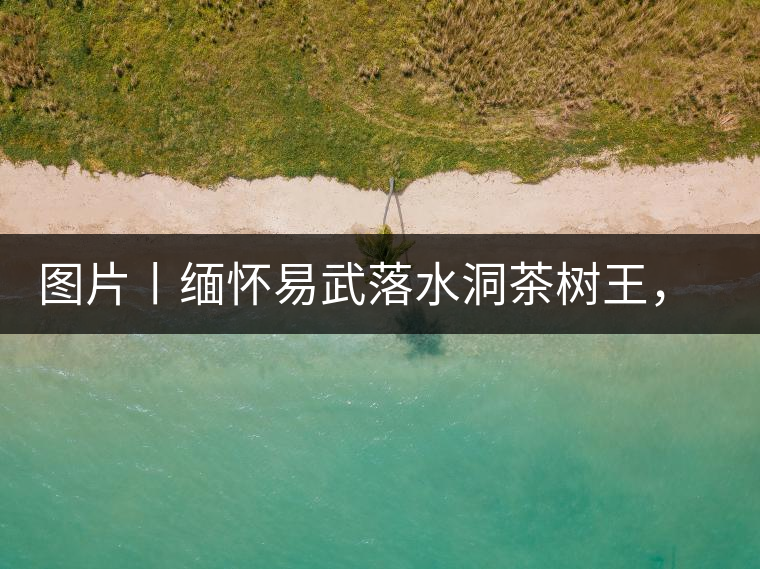 圖片丨緬懷易武落水洞茶樹王，犧牲前的樣貌圖片丨緬懷易武落水洞茶樹王，犧牲前的樣貌