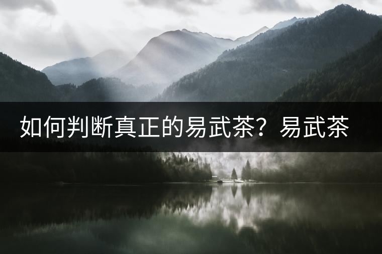 如何判斷真正的易武茶？易武茶有哪些特點(diǎn)？