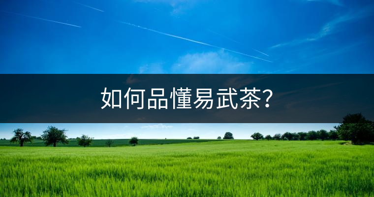 如何品懂易武茶？