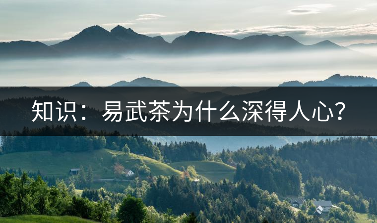 知識：易武茶為什么深得人心？