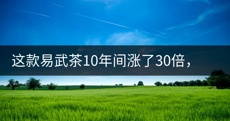 這款易武茶10年間漲了30倍，但已芳蹤罕見