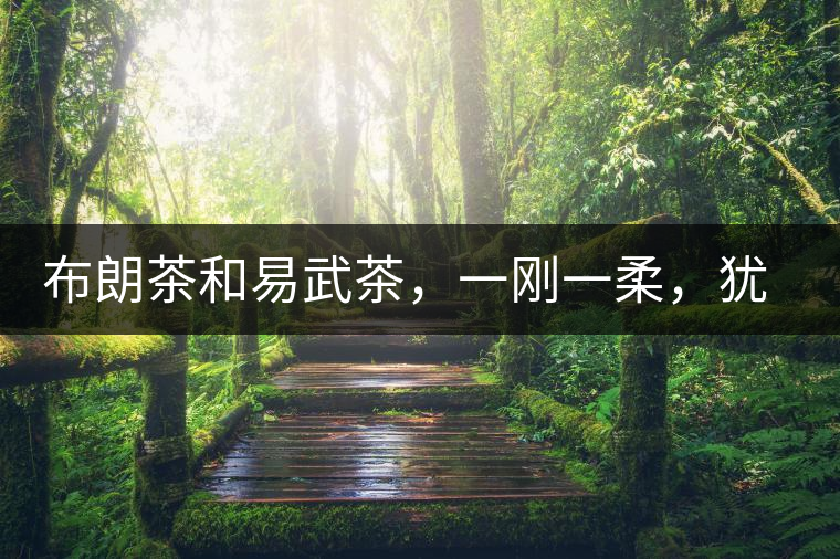 布朗茶和易武茶，一剛一柔，猶如洪拳與太極