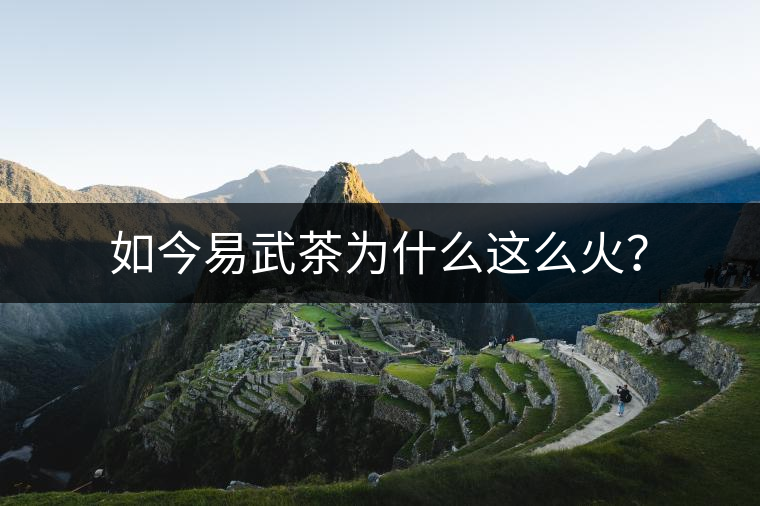 如今易武茶為什么這么火？