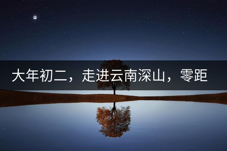 大年初二，走進(jìn)云南深山，零距離接觸古茶樹