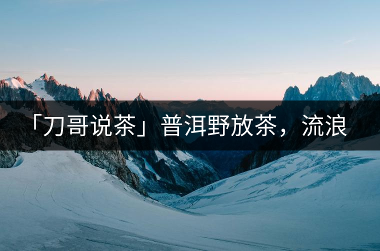 「刀哥說(shuō)茶」普洱野放茶，流浪狗的春天