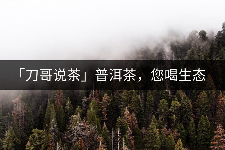 「刀哥說茶」普洱茶，您喝生態(tài)還是喝樹齡？