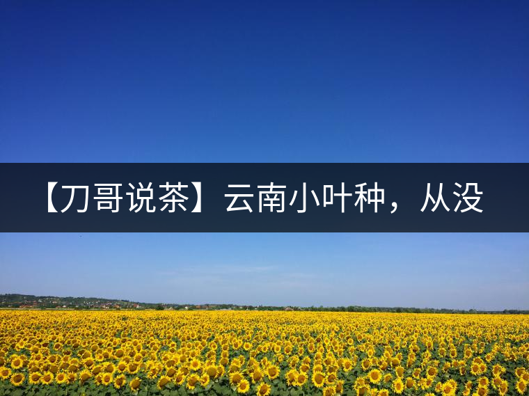 【刀哥說(shuō)茶】云南小葉種，從沒(méi)落到回歸