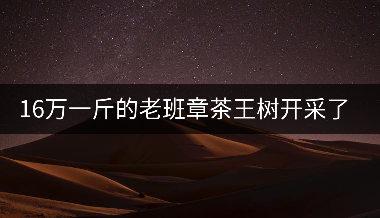 16萬一斤的老班章茶王樹開采了，茶友果斷拉了一車現(xiàn)金去...16萬一斤的老班章茶王樹開采了，茶友果斷拉了一車現(xiàn)金去！