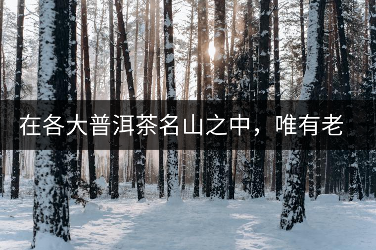 在各大普洱茶名山之中，唯有老曼峨古樹茶才能稱得上戰(zhàn)狼