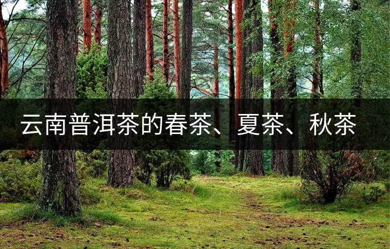 云南普洱茶的春茶、夏茶、秋茶的采摘時(shí)間及其特點(diǎn)