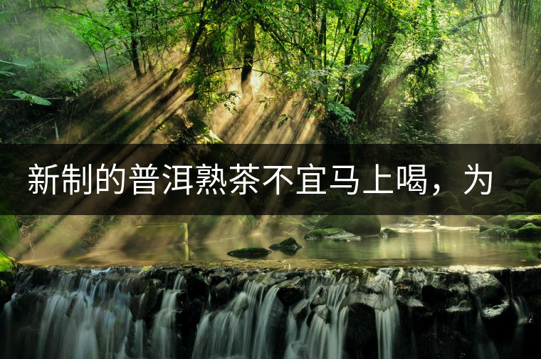 新制的普洱熟茶不宜馬上喝，為什么？