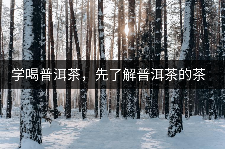 學(xué)喝普洱茶，先了解普洱茶的茶性