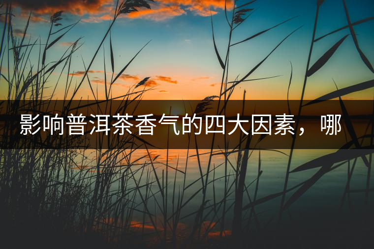 影響普洱茶香氣的四大因素，哪一個(gè)影響最大？