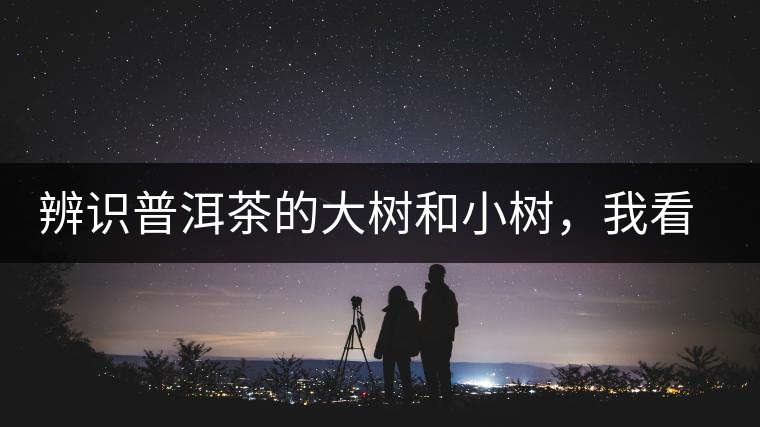 辨識普洱茶的大樹和小樹，我看這篇最靠譜