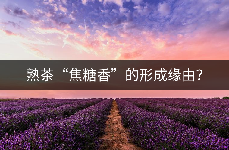 熟茶“焦糖香”的形成緣由？