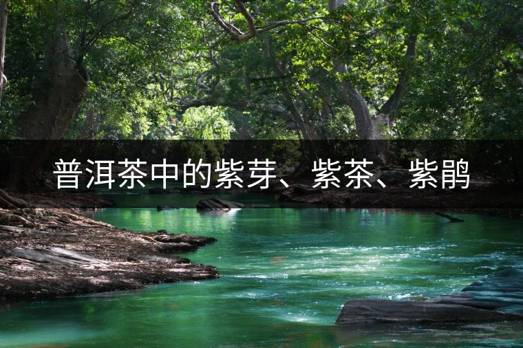 普洱茶中的紫芽、紫茶、紫鵑