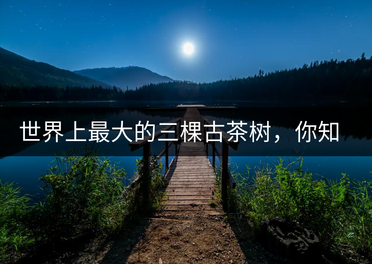 世界上最大的三棵古茶樹，你知道嗎？