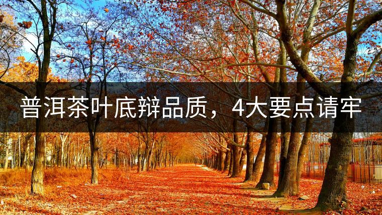 普洱茶葉底辯品質(zhì)，4大要點請牢記！