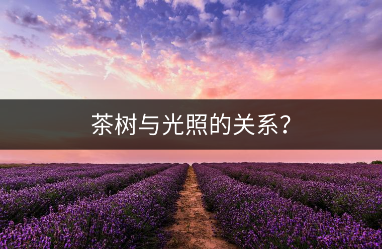 茶樹與光照的關(guān)系？