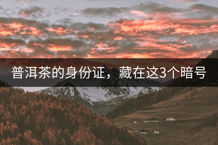 普洱茶的身份證，藏在這3個(gè)暗號(hào)中
