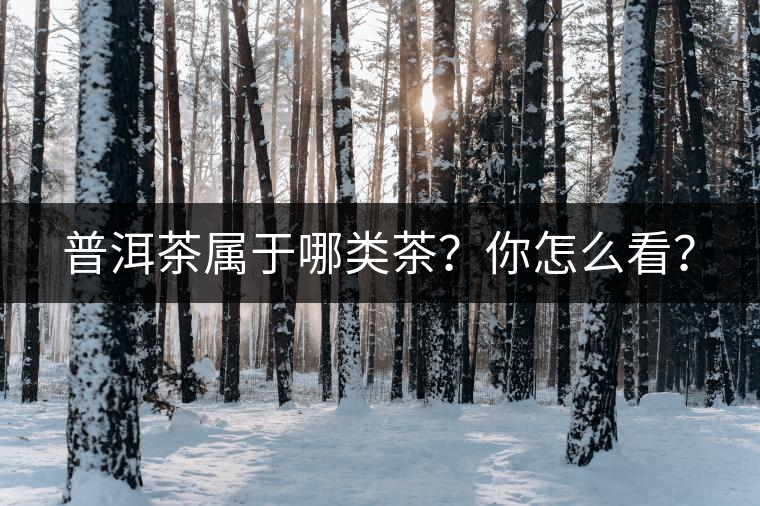 普洱茶屬于哪類茶？你怎么看？