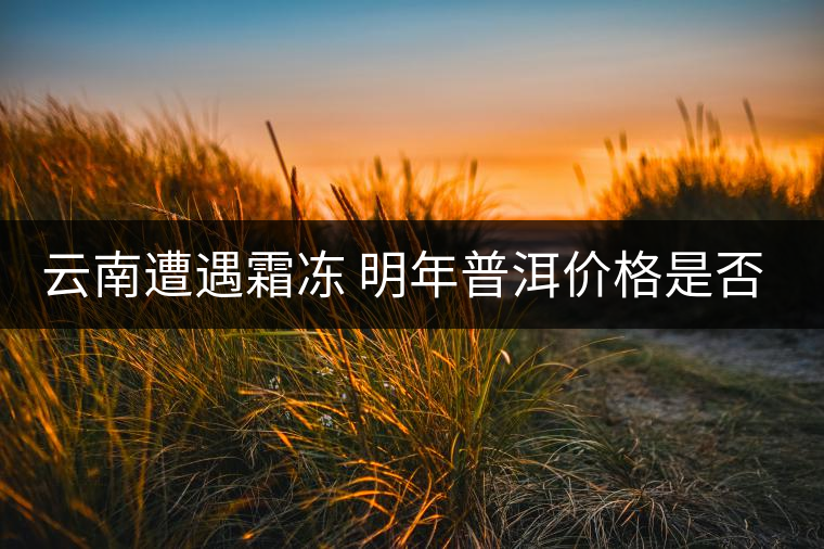 云南遭遇霜凍 明年普洱價(jià)格是否飆升？