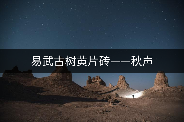 易武古樹(shù)黃片磚——秋聲