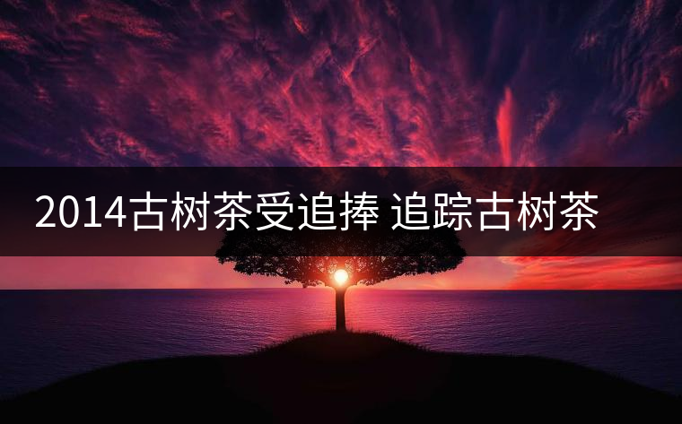 2014古樹茶受追捧 追蹤古樹茶是如何興起的？