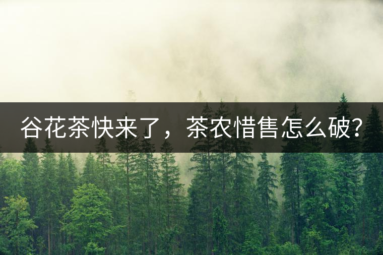 谷花茶快來(lái)了，茶農(nóng)惜售怎么破？