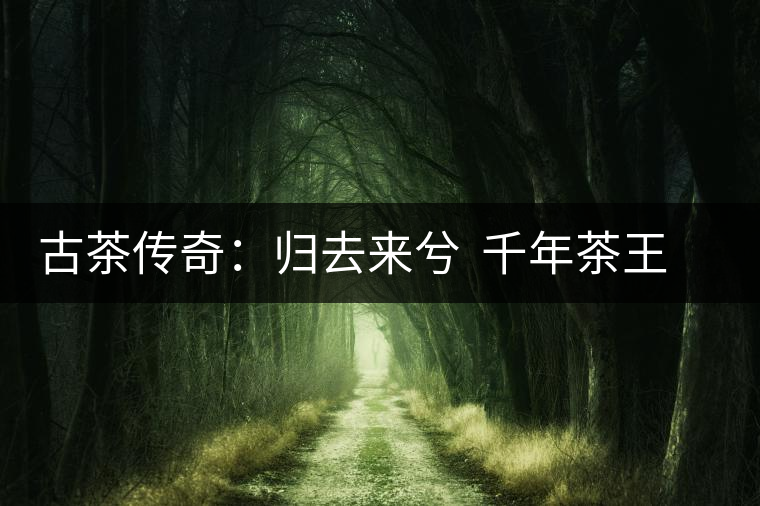 古茶傳奇:歸去來(lái)兮 千年茶王在云南 古茶傳奇:歸去來(lái)兮 千年茶王在云南