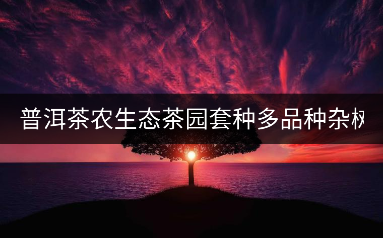 普洱茶農(nóng)生態(tài)茶園套種多品種雜樹(shù) 助推普洱茶葉生產(chǎn)